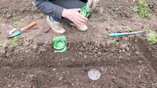 Семена капусты Каменная голова. От семян до урожая.