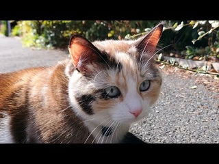 I Saw This Stunning Cat On My Walk (5)