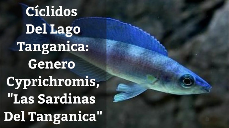 Genero Cyprichromis, Las Sardinas Del Tanganica, Cíclidos Del Lago Tanganica ( Acuarios
