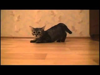 Кот Гонщик / Racer Cat
