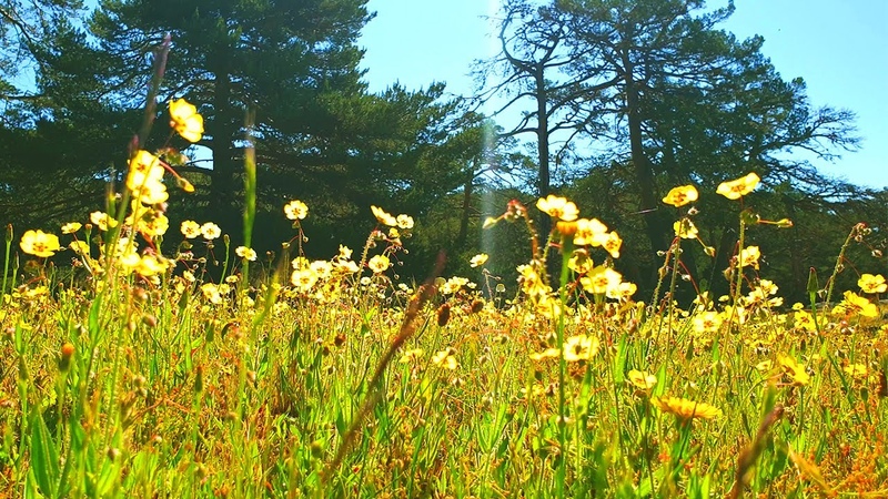 Relaxing Nature Ambience Meditation SUMMER Morning Healing Sounds in the