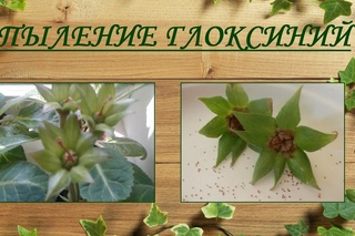 Размножение глоксиний семенами. Опыление глоксиний.