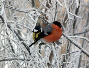 Елена Бочарова | Санкт-Петербург