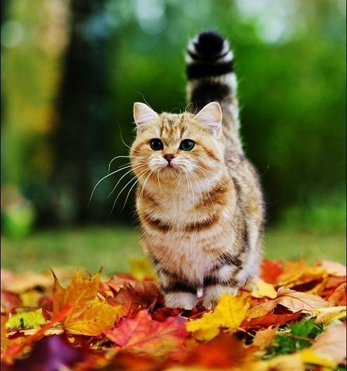 Светлана Чаусова | Санкт-Петербург