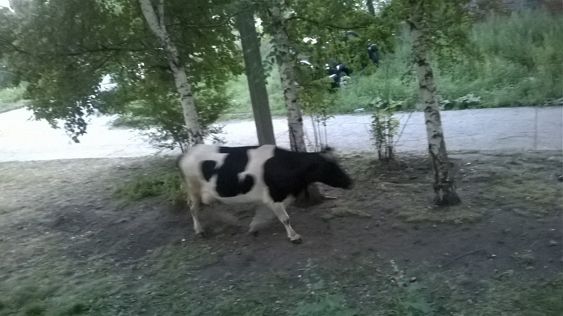 Оксана Тихомирова | Челябинск