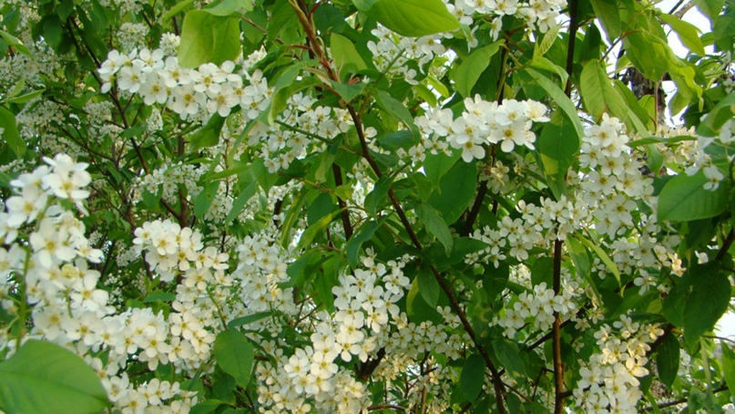 Елена Рагозина | Очер