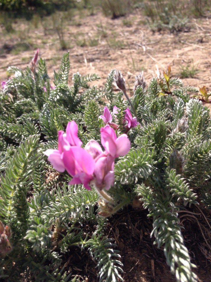 Алеся Смирнова ~@.l.e.s.ё.n.o.k.~ | Улан-Удэ