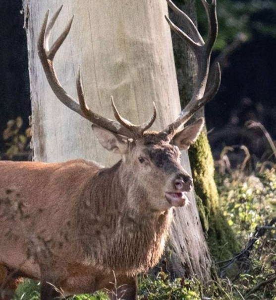 В США зафиксировали случай превращения оленя в...