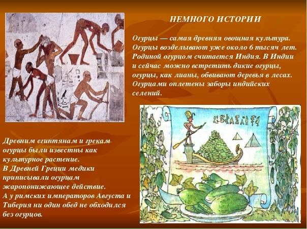 Как выглядели древние огурцы Как выглядели древние огурцы