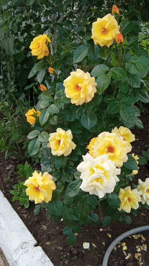 Резеда Шамсутдинова | Нижнекамск