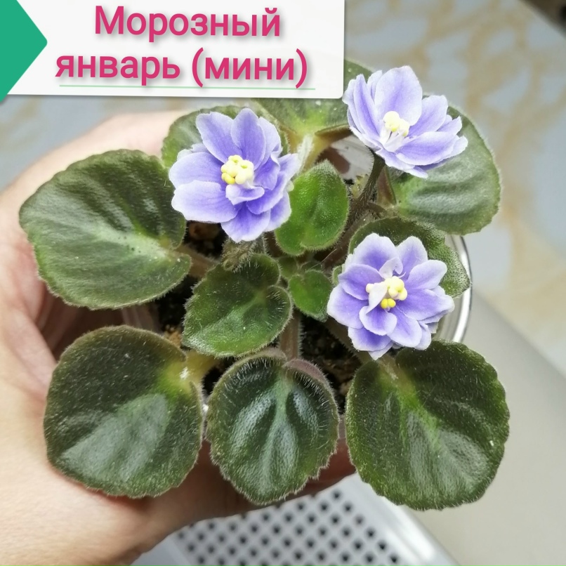 Наталья Ефимова | Чапаевск