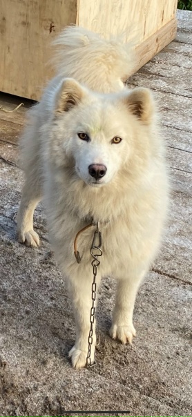 Пропала собака кличка Шелли в районе Каменной горы,...