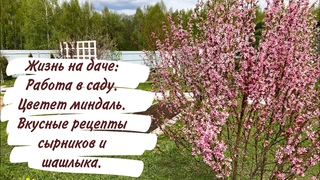 Жизнь на даче: Работа в саду. Цветёт миндаль. Вкусные рецепты сырников и шашлыка.