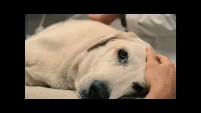 Top 10 Saddest Animal Deaths in