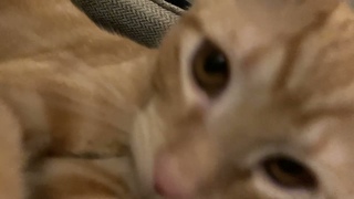 my cat attacked my camera lol