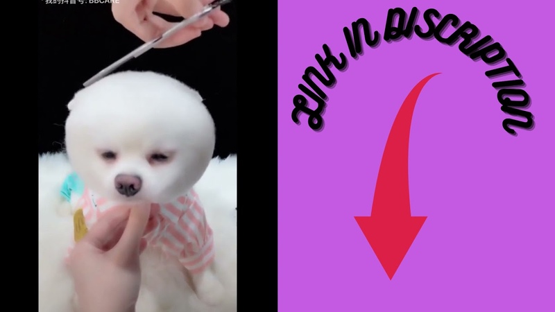 CUTE CATS, CUTE DOGS, HONEST ANIMAL FUNNY ANIMAL, ANIMAL LOVER, PLAYING