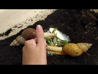 СЕПИЯ ДЛЯ УЛИТОК