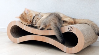 Amazing mother cat playing with her kitten while saving energy
