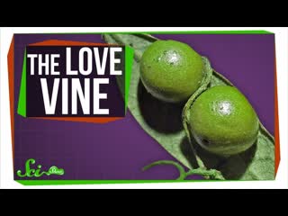 The Vine That 'Loves' Parasitic Wasps to Death