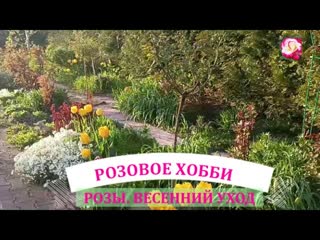 ПОГОВОРИМ  О РОЗАХ. НАЧИНАЮЩИМ