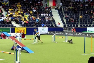WC2012 Silvia Trkman & Le 1st place AGILITY MEDIUM INDIVIDUAL