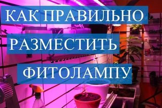 Фитолампы. Как правильно разместить фитолампу.