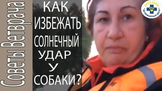 СОЛНЕЧНЫЙ УДАР У СОБАКИ.  КАК ИЗБЕЖАТЬ ЧТО ДЕЛАТЬ
