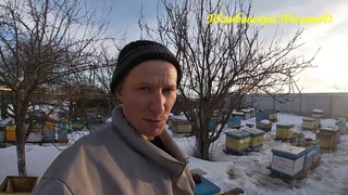 4 марта - Зажужжали...частичный облёт пасеки!