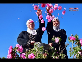 La Rosa de Damasco, la reina de las flores