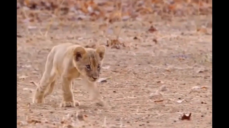 Lioness ignores her injured cub misfit, wont feed