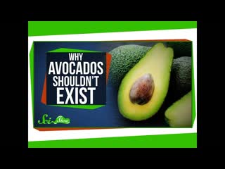 Why Avocados Shouldn't Exist