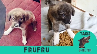 How can someone abandon such a cute puppy? - Frufru - Takis Shelter