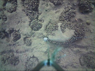 FishSpy Footage Compilation